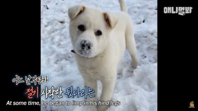 현재 본방 끝나고 호돌이 / 시청자 우롱 으로 논란 중인 동물농장 | 인스티즈