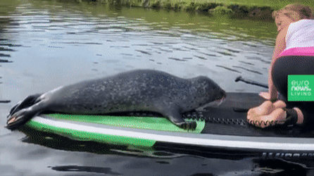 무임승차한 귀요미.jpg | 인스티즈