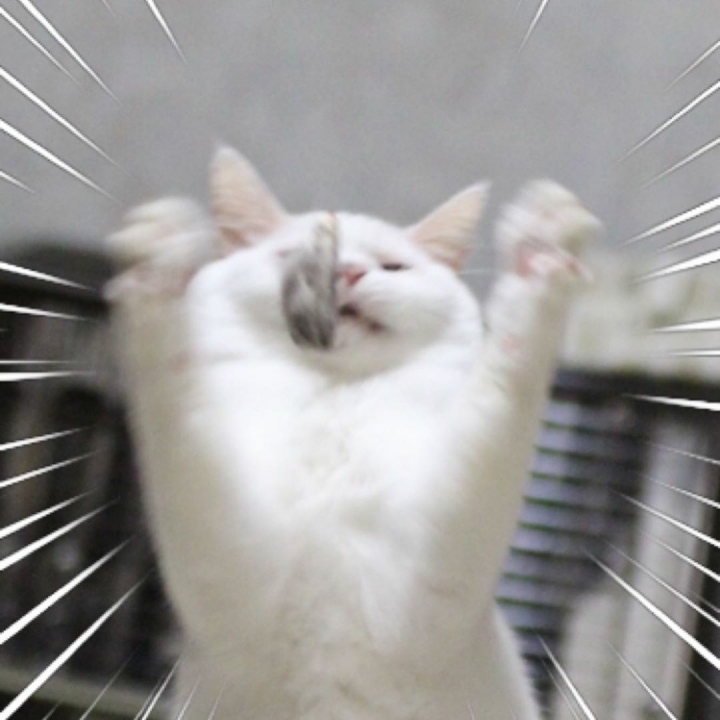 장난감만보면 고장나는 고양이 | 인스티즈