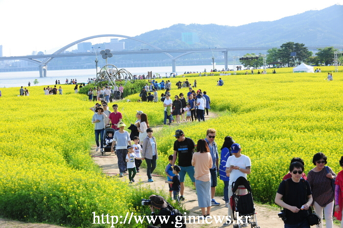 공짜로 유채꽃이랑 사진 찍을 수 있는 곳 .jpg | 인스티즈