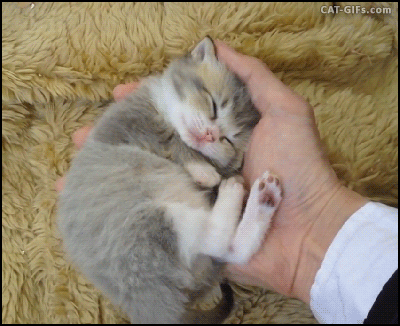 별 내용은 없고 그냥 새끼고양이 움짤들입니다 | 인스티즈