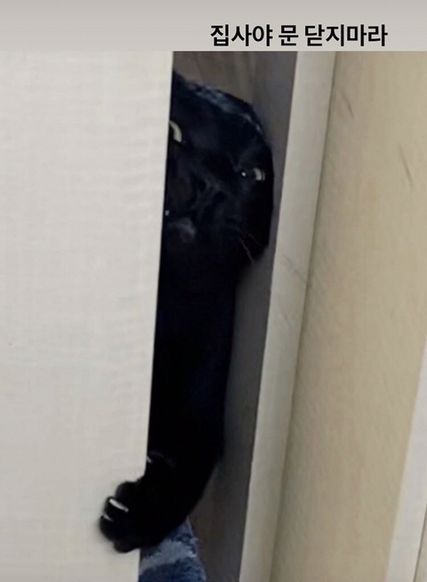 박수홍 고양이 냥스타그램 | 인스티즈