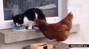 냥냥펀치 피하는 닭.gif | 인스티즈