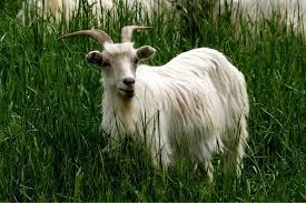 서양에서 염소가 악마의 상징인 이유 | 인스티즈