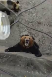 리듬게임 잘 할거같은 곰.gif | 인스티즈