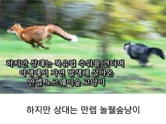고양이 사냥에 나선 여우 | 인스티즈