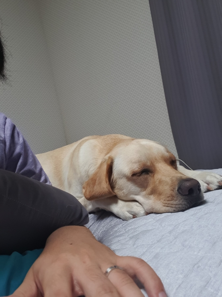 강아지 단짠단짠 | 인스티즈