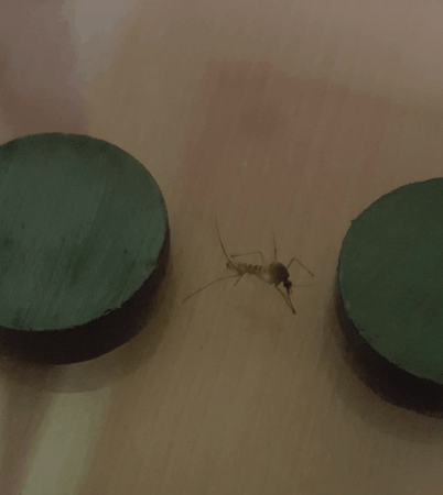 모기 새끼 다양하게 고문하는 모기 갤러리.jpgif | 인스티즈