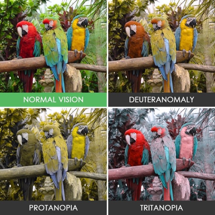 색맹이 보는 세상 | 인스티즈