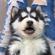 꿀잠자는 댕댕이 | 인스티즈