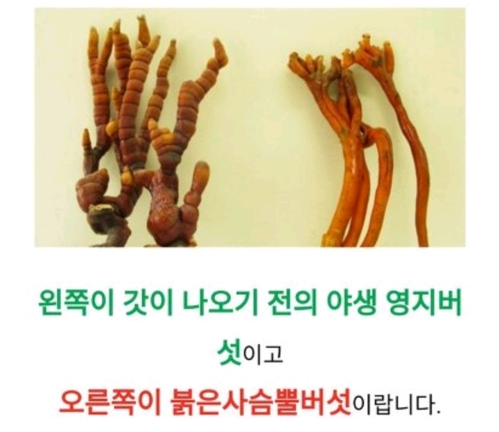 독버섯 먹은 썰 풉니다........jpg | 인스티즈
