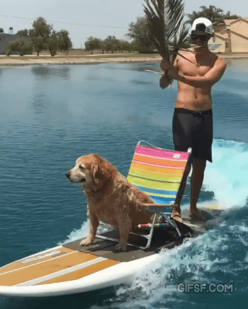 서핑하는 인절미 | 인스티즈