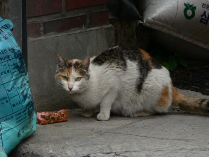 생후 갓 3개월된 맹수 호랑이 vs 산전수전 다 겪은 스트릿출신 길냥이 | 인스티즈