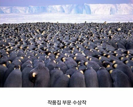 2019 야생 동물 사진 최우수상 모음 | 인스티즈