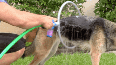 개 목욕시키는 기구.gif | 인스티즈