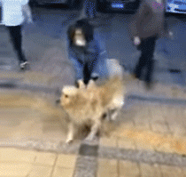 산책하다 첫눈에 반한 인절미 | 인스티즈