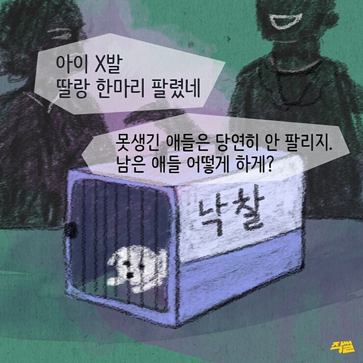 애견샵의 불편한 진실.jpg | 인스티즈