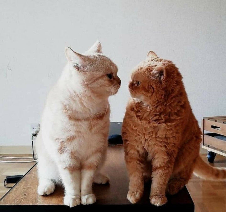 투닥거리다 화해한 고양이 | 인스티즈