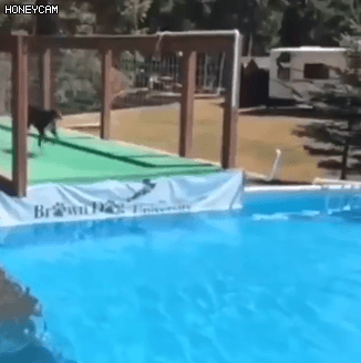 강아지 멀리뛰기 챔피언 | 인스티즈