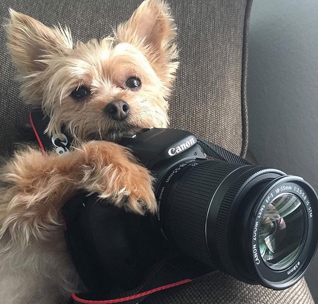 어느 모델이 키우고 있는 강아지....jpg | 인스티즈