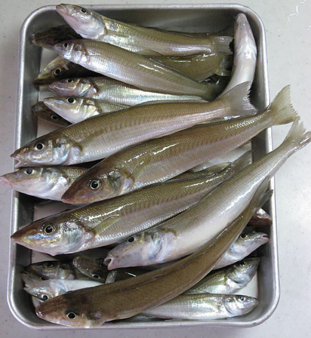 한국에서 잘 안먹는 생선.jpg | 인스티즈