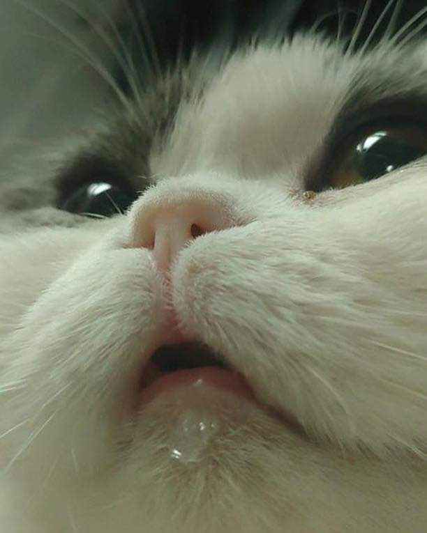 물만 먹으면 표시를 내는 고양이 .jpg | 인스티즈