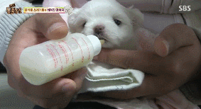 아니.. 음식물 쓰레기통에서 강아지 우는 소리가 나는거에요 | 인스티즈