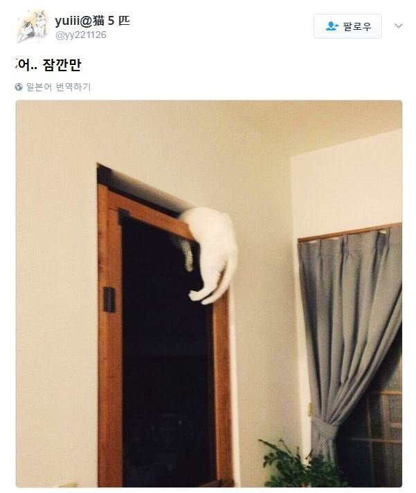 고양이가 못들어오게 문을 개조한 일본인 | 인스티즈