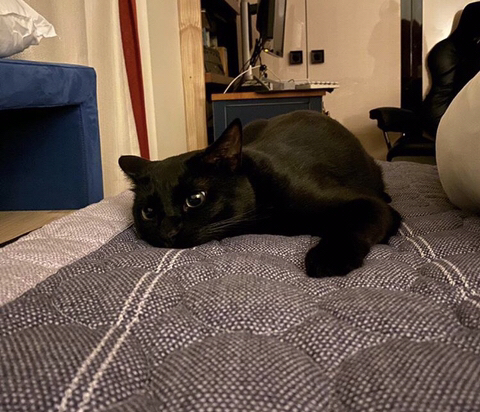 박수홍 고양이 냥스타그램 | 인스티즈