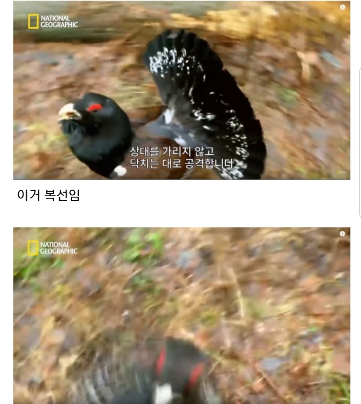 분노조절장애로 목숨 잃는 동물 | 인스티즈