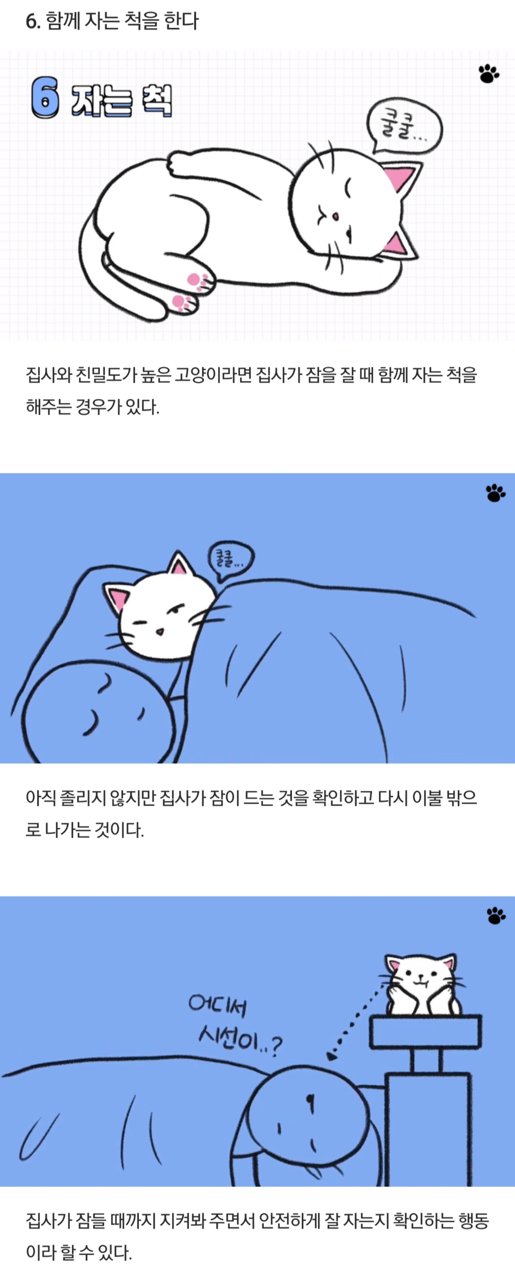 고양이가 집사를 아기고양이라고 생각한다는 증거 6가지 | 인스티즈