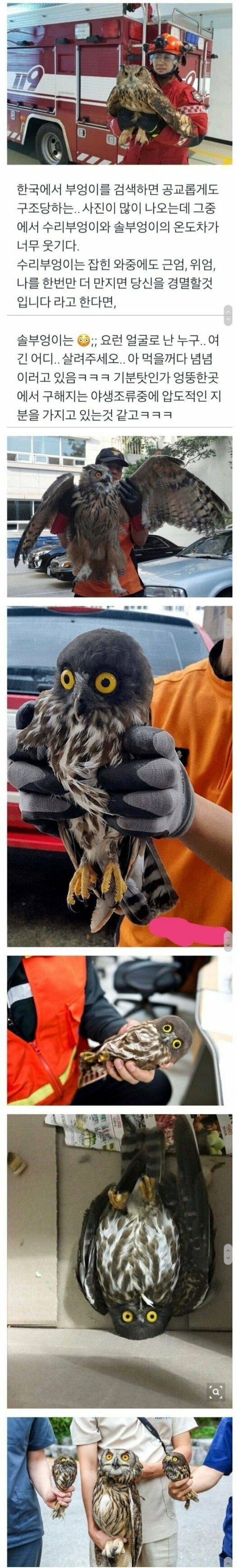 수리부엉이와 솔부엉이 차이 | 인스티즈