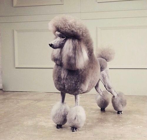  나보다 미용에 돈 더 많이 쓰는게 분명한 신세계 정용진 부회장이 키우는 강아지들...jpg | 인스티즈