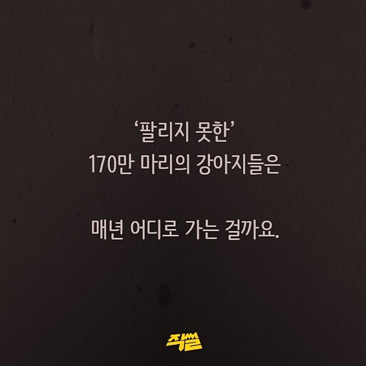 애견샵의 불편한 진실.jpg | 인스티즈