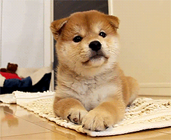 심장을 폭행하는 아기 댕댕이 | 인스티즈