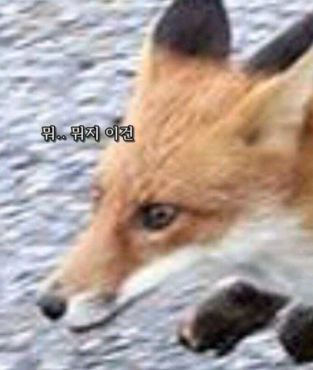 고양이 사냥에 나선 여우 | 인스티즈