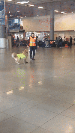 인천공항 마약탐지견이 마약찾는 모습.gif | 인스티즈