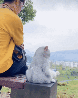 집사와 외출한 고양이.gif | 인스티즈