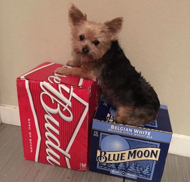 어느 모델이 키우고 있는 강아지....jpg | 인스티즈