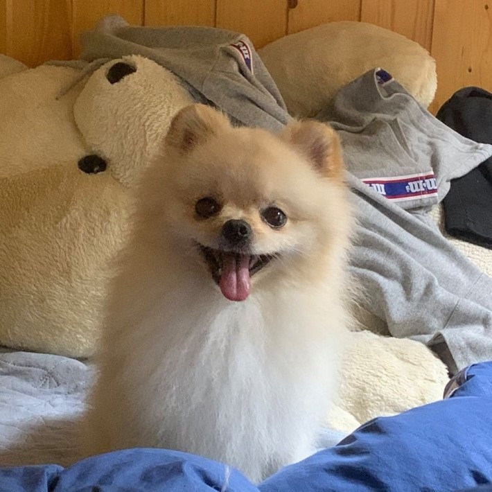 에어팟 좋아하는 댕댕이 | 인스티즈