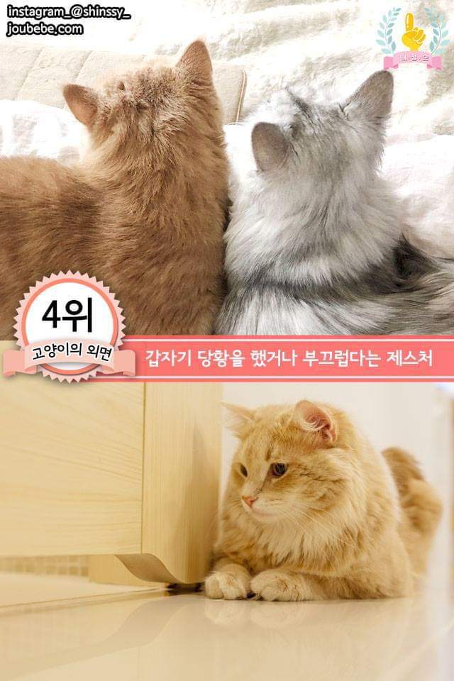 고양이의 행동으로 알수있는 고양이 언어 | 인스티즈
