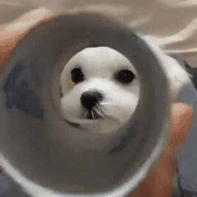 코끼리로 진화한 댕댕이.gif | 인스티즈