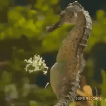 출산하는 해마.gif | 인스티즈