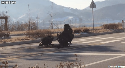 독수리 크기체감 | 인스티즈