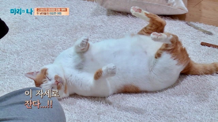 자기 닮은 고양이 만난 강호동 | 인스티즈