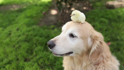 짱짱귀 댕댕이들 | 인스티즈