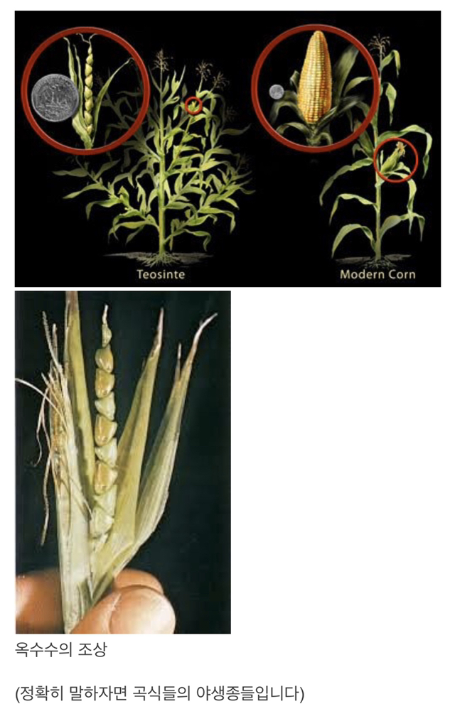 우리가 먹는 곡식들의 조상 | 인스티즈