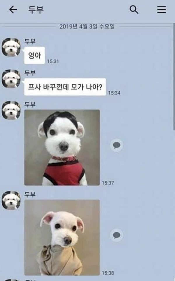 반려동물과 카톡을 한다면.. jpg | 인스티즈