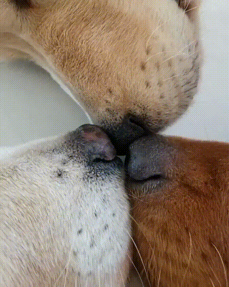 코 맞대고자는 인절미들 | 인스티즈