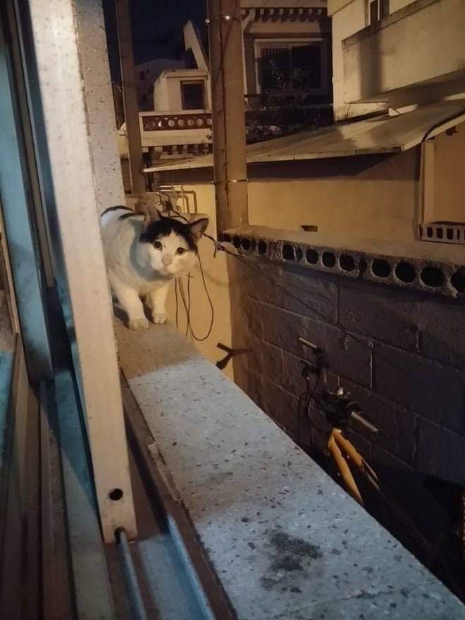 고양이들에게 소문난 집 | 인스티즈